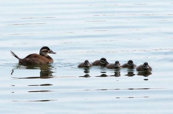 Un grupo de polluelos de patito junto a su madre en el agua