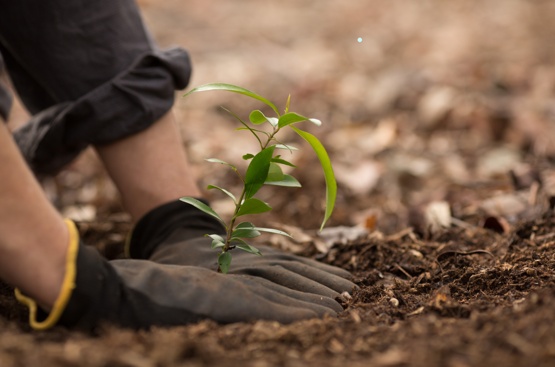 Unas manos con guantes entierran un plantón